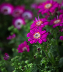 瓜叶菊，代表喜悦，快活，快乐花语的菊科植物瓜叶菊图片组图10