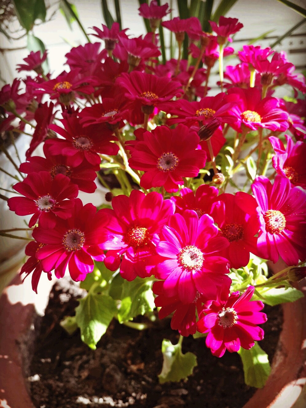 瓜叶菊，春天很招摇（花期1-4月）的大花瓣花卉植物精美好看图片图片