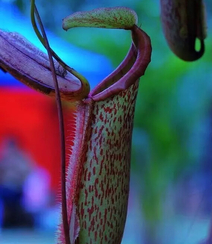 猪笼草，奇特的热带食虫植物猪笼草图片组图4