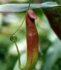 猪笼草，奇特的热带食虫植物猪笼草图片组图11