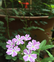 美女樱，花期5-11月多年生草本观花植物美女樱图片组图10