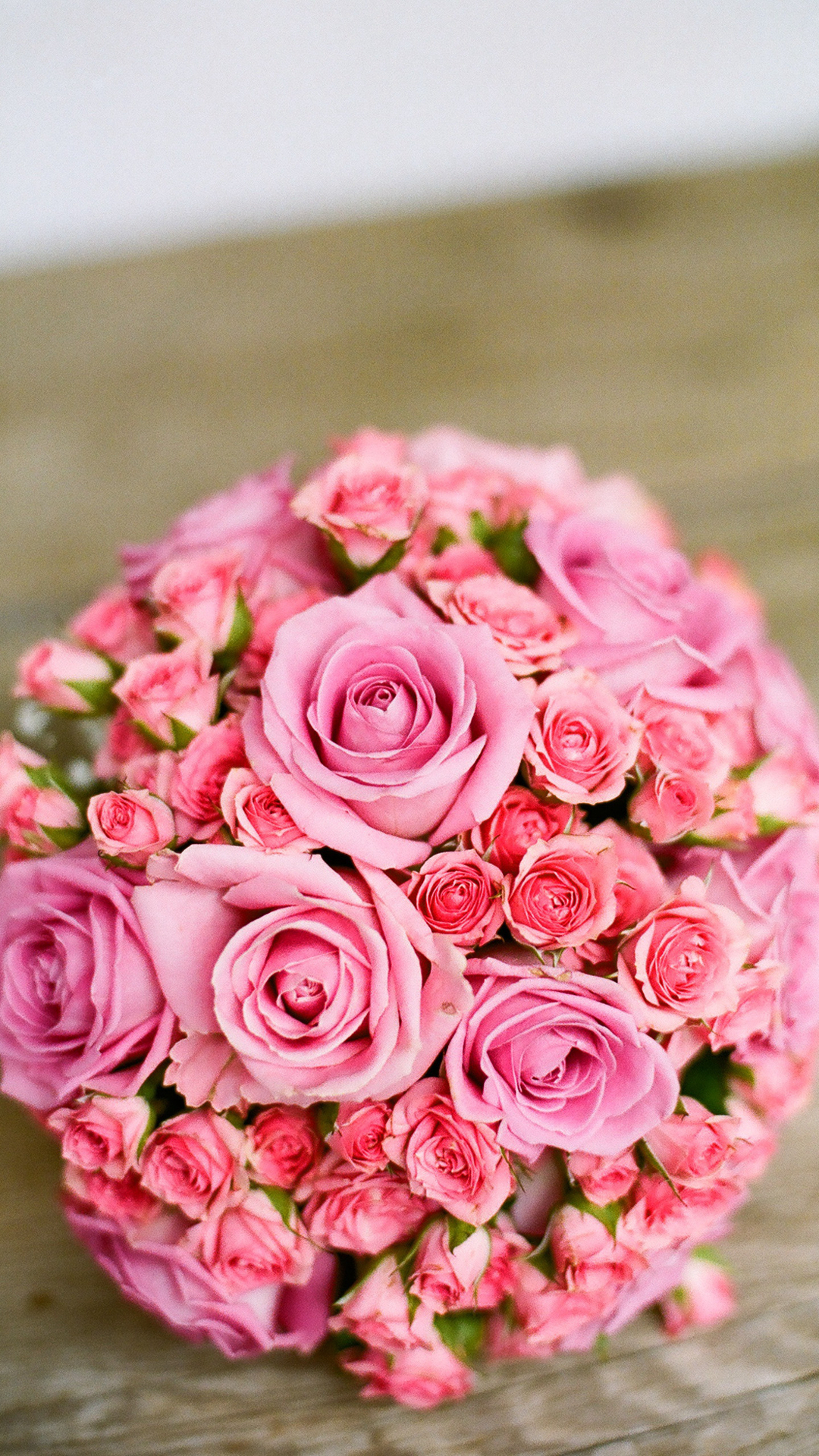盛开的玫瑰花唯美植物摄影手机壁纸套图1