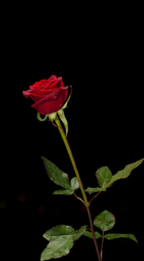 盛开的玫瑰花唯美植物摄影手机壁纸组图2