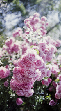 盛开的玫瑰花唯美植物摄影手机壁纸组图3