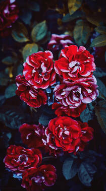 盛开的玫瑰花唯美植物摄影手机壁纸组图4