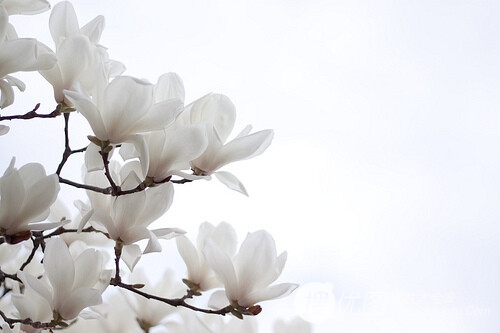白玉兰图片，代表高洁、真挚、纯洁的爱花语白玉兰高清美图图片