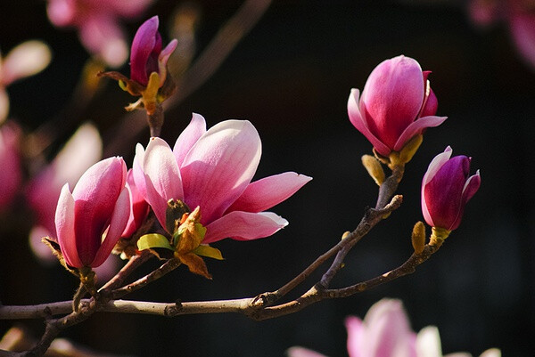 玉兰花，淡紫红色玉兰花枝叶花朵唯美高清图片图片