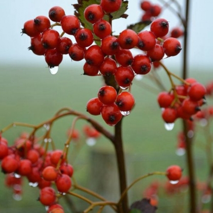 下雨中的户外野果，果实，枝叶唯美带雨滴雨珠意境图片