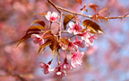 唯美盛开的日本樱花超清桌面壁纸组图1