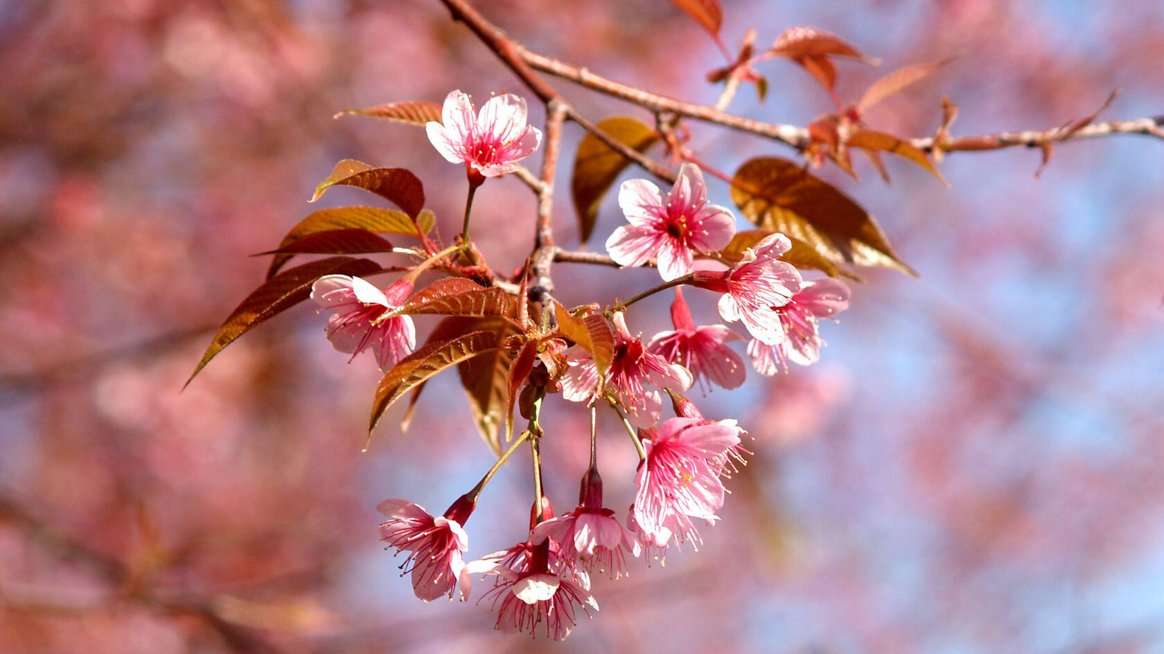 唯美盛开的日本樱花超清桌面壁纸套图1