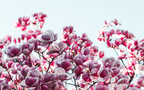唯美盛开的日本樱花超清桌面壁纸组图2