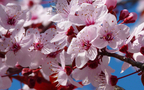 唯美盛开的日本樱花超清桌面壁纸组图5