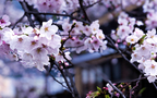 唯美盛开的日本樱花超清桌面壁纸组图4