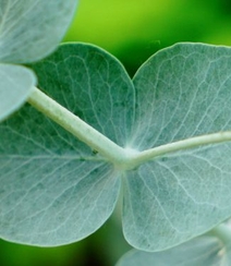 苹果桉图片，可驱除蚊虫的天然植物苹果桉全草全叶图片组图5