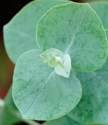 苹果桉图片，可驱除蚊虫的天然植物苹果桉全草全叶图片组图4