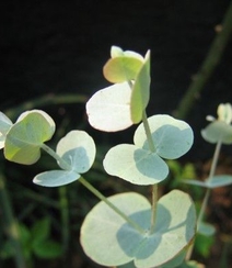 苹果桉图片，可驱除蚊虫的天然植物苹果桉全草全叶图片