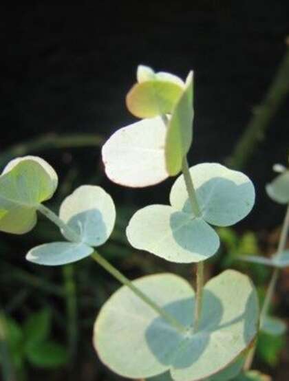 苹果桉图片，可驱除蚊虫的天然植物苹果桉全草全叶图片