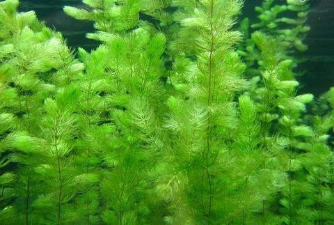 金鱼藻图片，具有凉血止血的多年生沉水草本金鱼藻图片图片