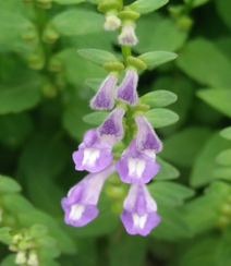 全草可入药的多年生草本植物半枝莲全草全株唯美好看图片组图1