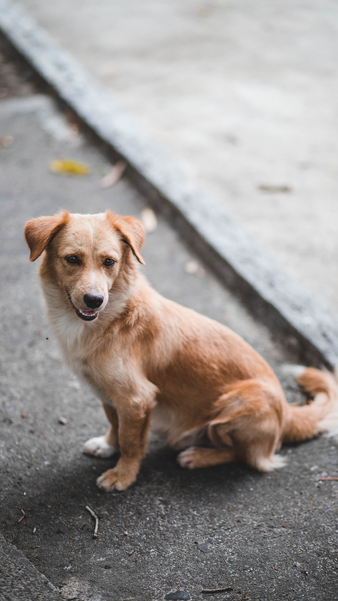 蹲坐在马路边上的波希米亚牧羊犬动物手机壁纸