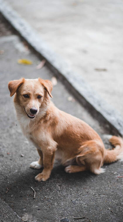 蹲坐在马路边上的波希米亚牧羊犬动物手机壁纸