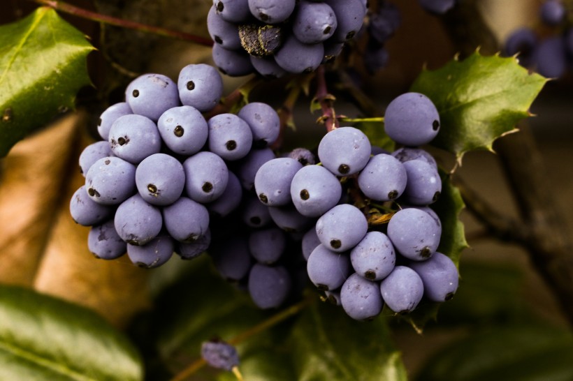 挂在树上看起来酸甜可口美味的蓝莓高清图片图片