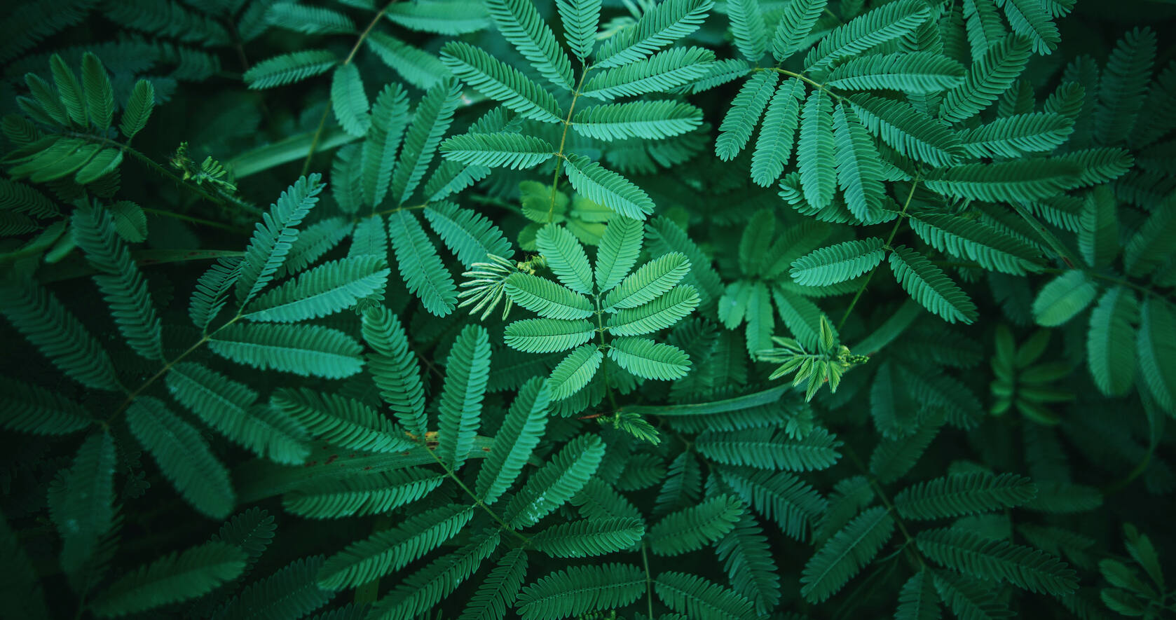 叶子类植物护眼电脑壁纸“含羞草，桫椤，松叶”等套图5