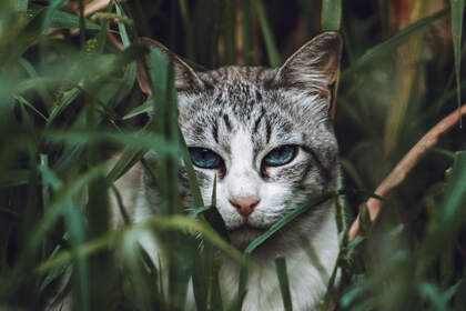 神秘探头的猫咪高清桌面壁纸