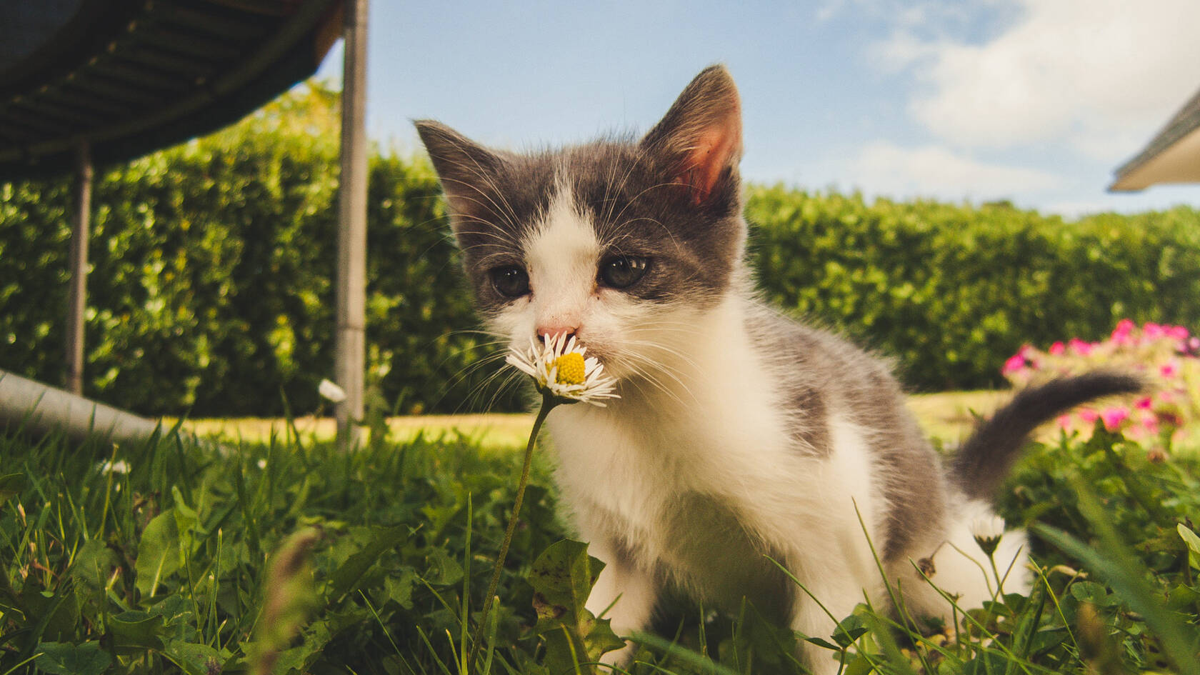 神秘探头的猫咪高清桌面壁纸套图5