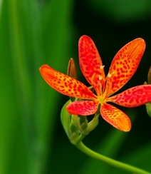 认识射干花吗？一种很特别的草本植物花卉射干花图片组图8