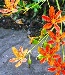 认识射干花吗？一种很特别的草本植物花卉射干花图片组图3