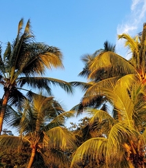 长在沙滩上的热带常绿乔木椰子树图片组图1