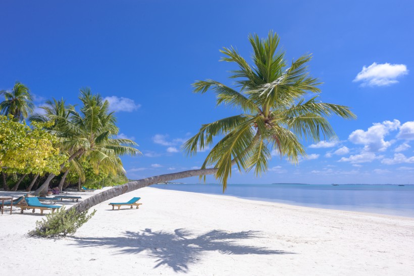 长在沙滩上的热带常绿乔木椰子树图片图片