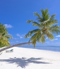 长在沙滩上的热带常绿乔木椰子树图片