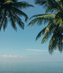 长在沙滩上的热带常绿乔木椰子树图片组图3