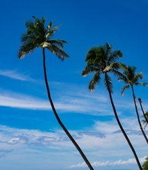 长在沙滩上的热带常绿乔木椰子树图片组图7