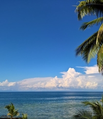 长在沙滩上的热带常绿乔木椰子树图片组图9