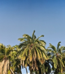 长在沙滩上的热带常绿乔木椰子树图片组图6
