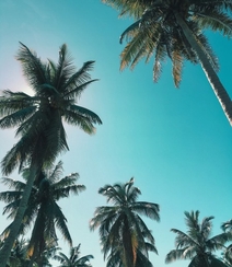 长在沙滩上的热带常绿乔木椰子树图片组图4