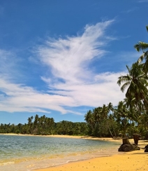 长在沙滩上的热带常绿乔木椰子树图片组图10