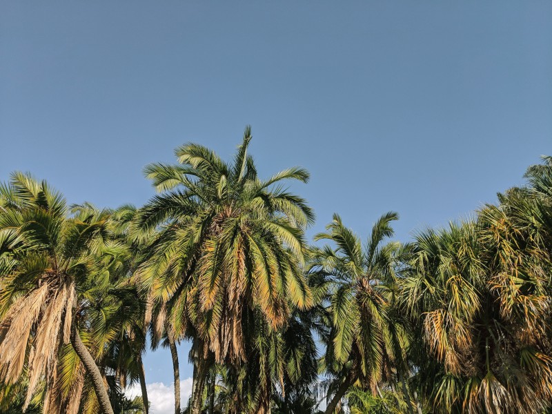 长在沙滩上的热带常绿乔木椰子树图片图片