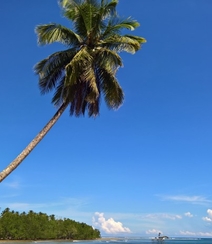 长在沙滩上的热带常绿乔木椰子树图片组图8