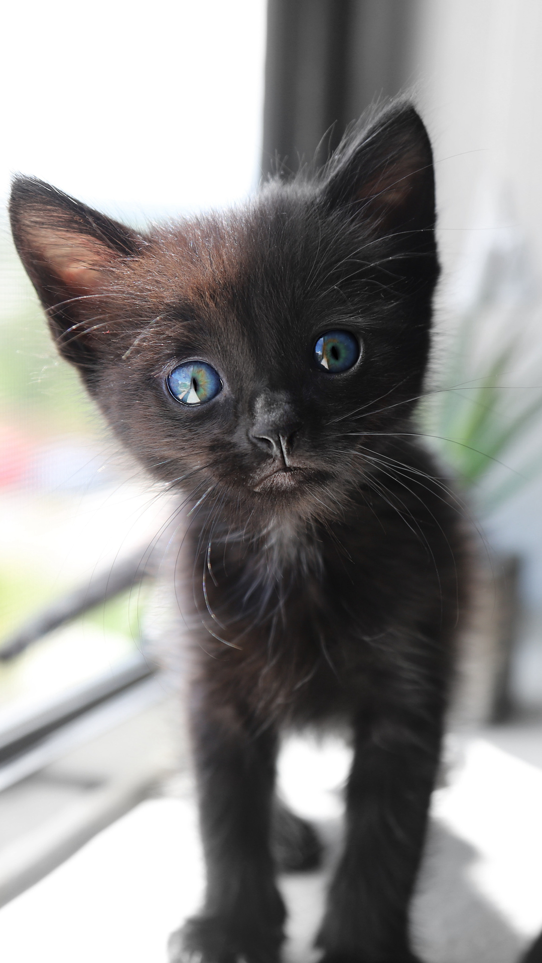 很帅的宠物黑猫的瞳孔高清手机壁纸第2张壁纸
