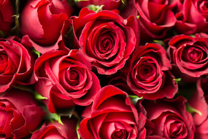 情人节必备火红火红的玫瑰花高清壁纸