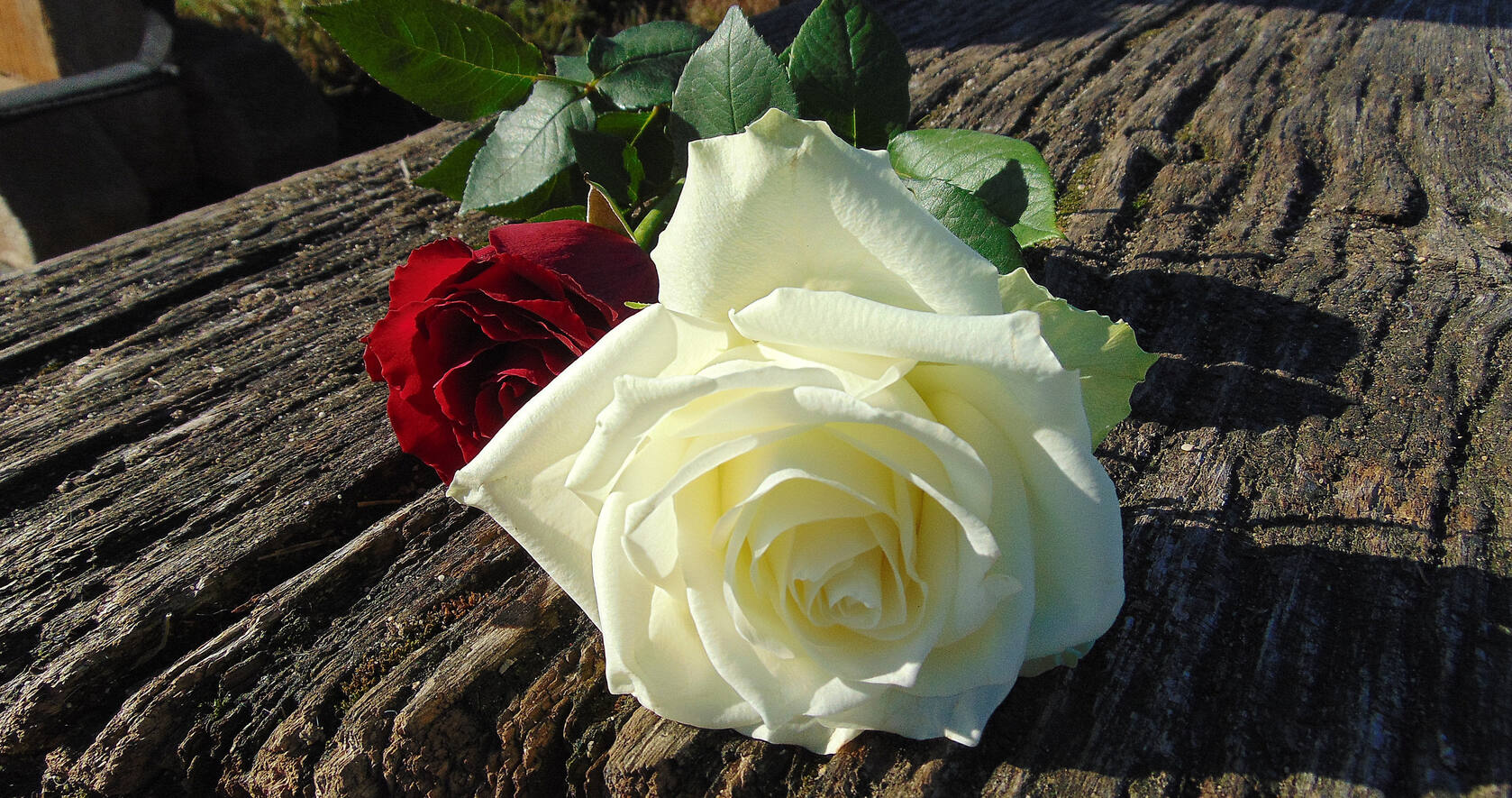 新娘，情人眼中的白色玫瑰花桌面壁纸第3张图片