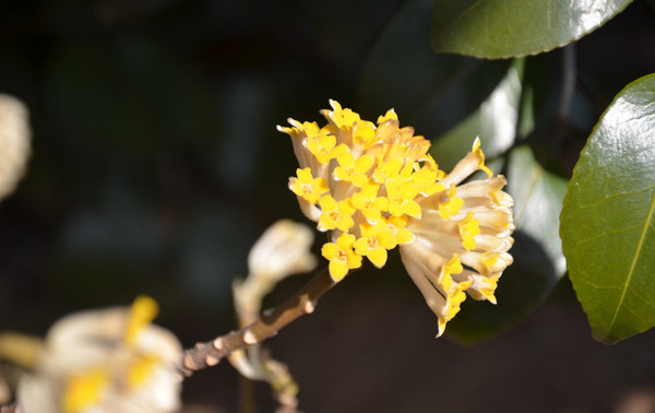 满目的金黄，被称为中国的爱情树结香图片图片