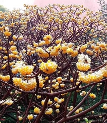 满目的金黄，被称为中国的爱情树结香图片组图4