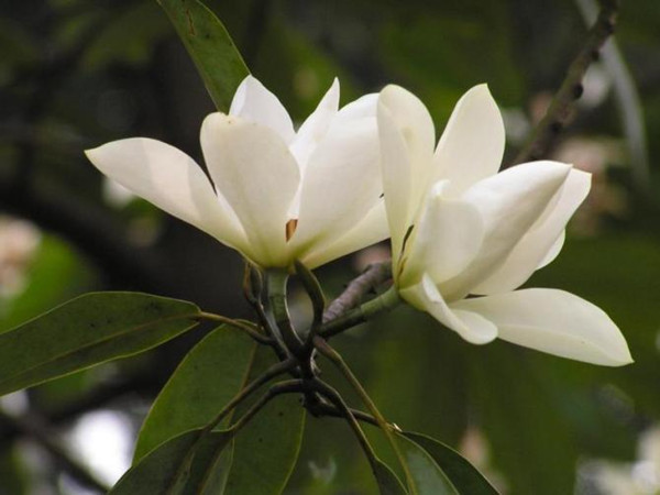 眉目间含带笑意的花卉，洁白的木兰（深山含笑）花朵图片图片