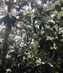 眉目间含带笑意的花卉，洁白的木兰（深山含笑）花朵图片组图11