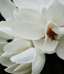 眉目间含带笑意的花卉，洁白的木兰（深山含笑）花朵图片组图7